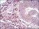 CD6 Primary Antibody MP30729 [M6B11G6]