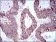 SNAI2 Primary Antibody MP30730 [M4B6D5]