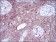 SNAI2 Primary Antibody MP30730 [M4B6D5]