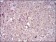 CD38 Primary Antibody MP30735 [M5C5C3]