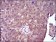 NME2 Primary Antibody MP30736 [M4G7A8]