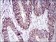CDH17 Primary Antibody MP30737 [M7D10E1]
