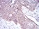 PKHD1 Primary Antibody MP30740 [M8G12A1]