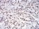 JAK2 Primary Antibody MP30747 [M5C12C9]
