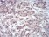 EZH2 Primary Antibody MP30752 [M6G4F4]
