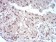 EZH2 Primary Antibody MP30752 [M6G4F4]