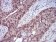 ERBB4 Primary Antibody MP30755 [M5G6B4]