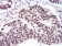 WTAP Primary Antibody MP30758 [M6B6B8]