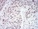 WTAP Primary Antibody MP30758 [M6B6B8]
