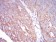 TUBB1 Primary Antibody MP30762 [M2A1A9]