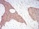 ADD1 Primary Antibody MP30763 [M5D4H1]
