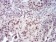 SELL Primary Antibody MP30769 [M8C8F3]