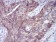 SELL Primary Antibody MP30769 [M8C8F3]