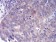 FGFR3 Primary Antibody MP30777 [M2H10B4]