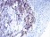 CTSD Primary Antibody MP30778 [M2H4H5]