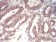 CSF3 Primary Antibody MP30785 [M7E4F7]