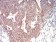EMD Primary Antibody MP30789 [M8F5A8]