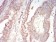 TFAP2A Primary Antibody MP30791 [M7D2B5]
