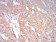 TFAP2A Primary Antibody MP30791 [M7D2B5]