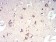 NFKBIA Primary Antibody MP30797 [M4D4C4]