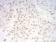 CBX1 Primary Antibody MP30801 [M2B7D6]