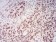 CBX1 Primary Antibody MP30801 [M2B7D6]