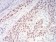 CBX1 Primary Antibody MP30802 [M4D7B8]
