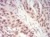 CBX1 Primary Antibody MP30802 [M4D7B8]