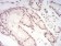 CBX1 Primary Antibody MP30802 [M4D7B8]