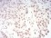 TERT Primary Antibody MP30808 [M3H2C12]