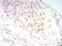 TERT Primary Antibody MP30809 [M3H2G9]