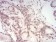 TERT Primary Antibody MP30809 [M3H2G9]