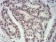 CBX4 Primary Antibody MP30815 [M6C5G3]