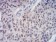 CBX3 Primary Antibody MP30823 [M6D1C4]