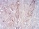 RAB11FIP1 Primary Antibody MP30825 [M1A12B9D8]