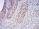 HDAC2 Primary Antibody MP30829 [M4D8C3]