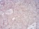 RALA Primary Antibody MP30834 [M4G8C7]