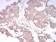Rab13 Primary Antibody MP30844 [M7G8A4]