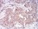 Rab13 Primary Antibody MP30844 [M7G8A4]