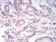 PAX6 Primary Antibody MP30845 [M1F6G2]