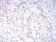 AOF1 Primary Antibody MP30847 [M5E10C1]