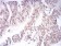 AOF1 Primary Antibody MP30847 [M5E10C1]