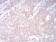 LRP1 Primary Antibody MP30851 [M3F12E2]