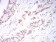 DNMT3B Primary Antibody MP30855 [M7E5E9C1]