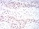 DNMT3B Primary Antibody MP30855 [M7E5E9C1]