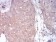 PLCG1 Primary Antibody MP30861 [M3C2D11]