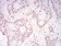 DDX39B Primary Antibody MP30866 [M2F5G7]