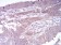 HDAC4 Primary Antibody MP30871 [M5E4A5]