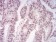 LRP1 Primary Antibody MP30876 [M1C8G6]