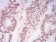 HIST2H4A(20Me) Primary Antibody MP30885 [M3E7H2]